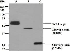 IHC-plus™ CPN1 Antibody (Internal, clone EPR6229)