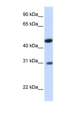 GLTPD2 Antibody (aa36-85)