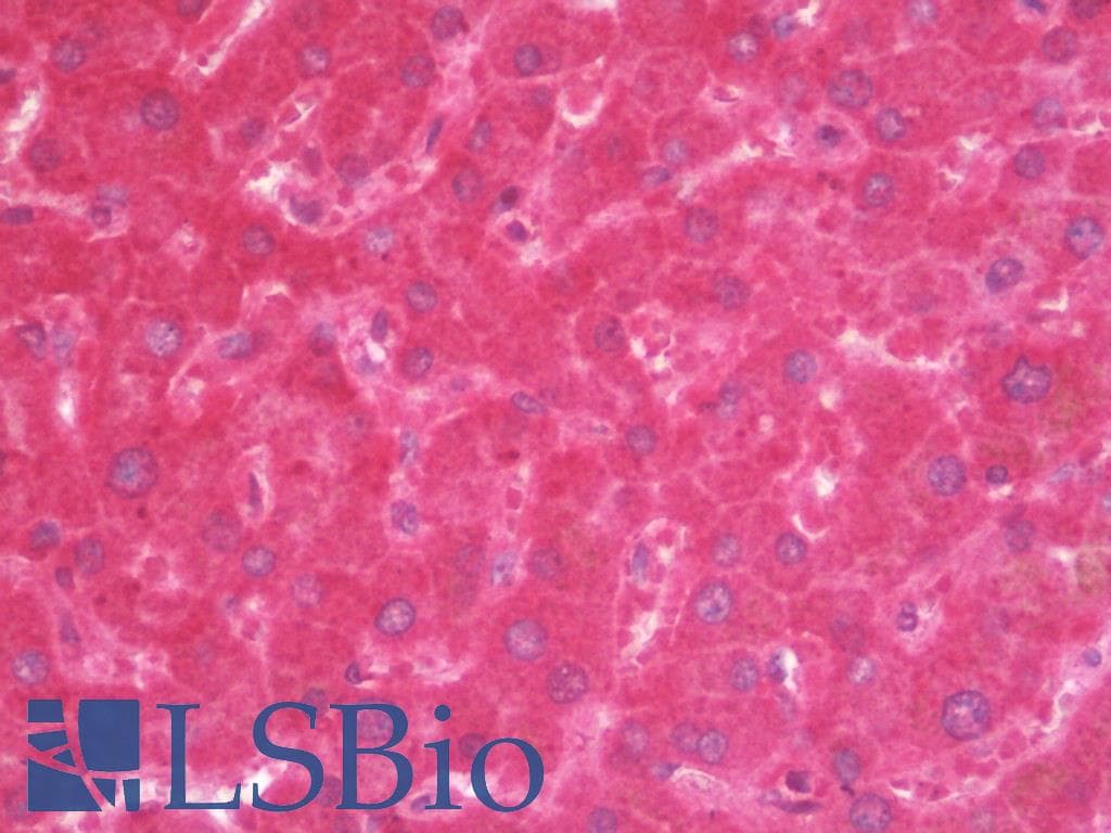 IHC-plus™ MAP1LC3A / LC3A Antibody
