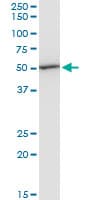 Monoclonal Mouse anti-Human EF1G / EEF1G Antibody (clone 3F11-1A10, IF, WB)