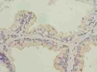 ISA2 / ISCA2 Antibody