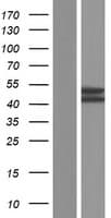 HPT / MRS2L Protein (Over-Expression Lysate Myc-DDK (Flag))