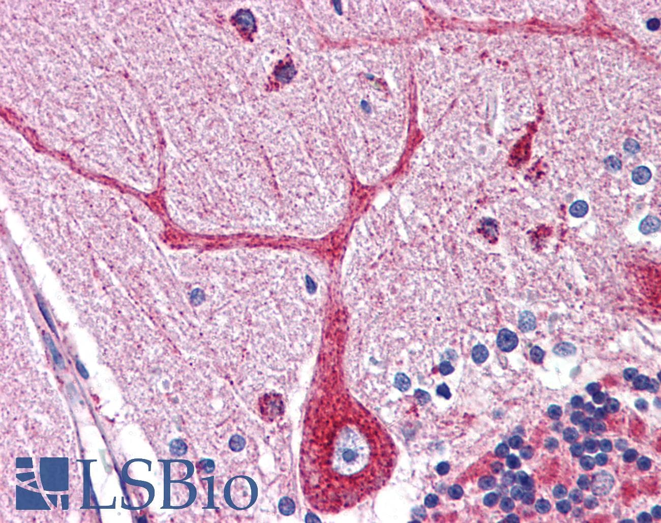 IHC-plus™ OCIAD1 Antibody