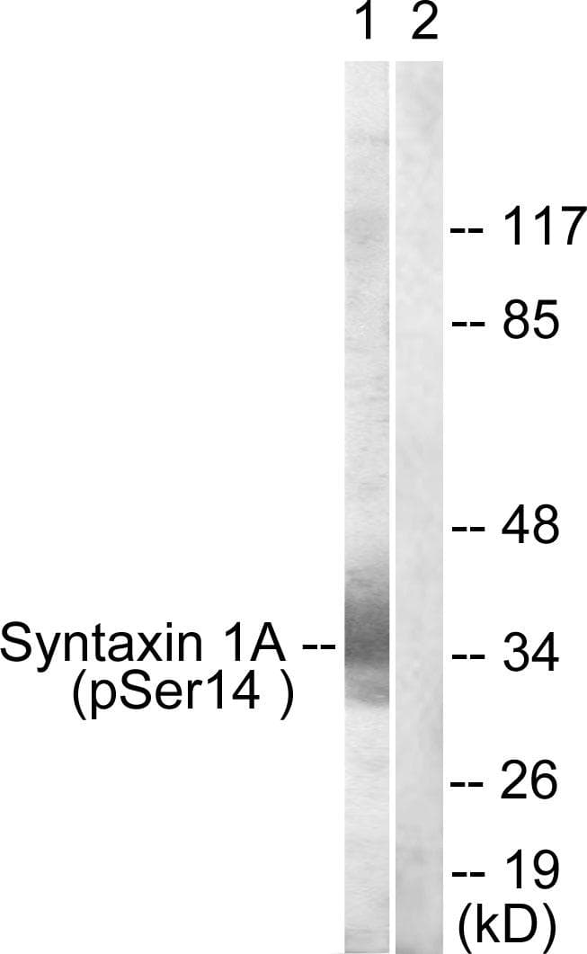 STX1A / Syntaxin 1A Antibody (phospho-Ser14)