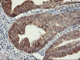 TRAP1 / HSP75 Antibody (clone OTI1H8, Carrier-free)