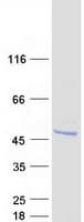 Human ASB6 Protein (Recombinant Myc-DDK (Flag))