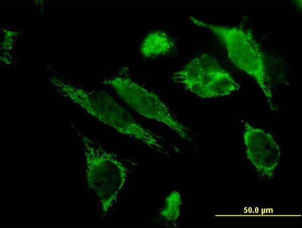HSPE1 / HSP10 / Chaperonin 10 Antibody (clone 4C11-B11)
