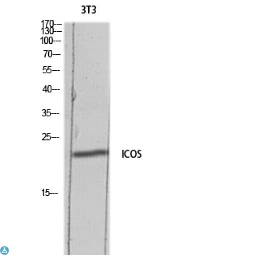 ICOS / CD278 Antibody