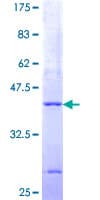Human PIGP Protein (Recombinant GST)