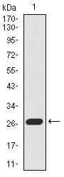BPIFB1 Antibody (clone 1F11E3)