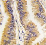 FRAT1 Antibody (aa244-274)