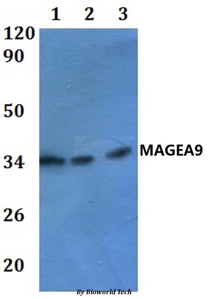 MAGEA9 Antibody