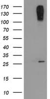 CLEC4E / MINCLE Antibody (clone OTI2A8, Carrier-free)