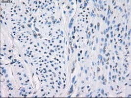 LTA4H / LTA4 Antibody (clone OTI2A9)