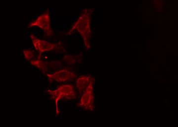 THY1 / CD90 Antibody