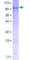 Human BLOM7 / KIAA0907 Protein (Recombinant GST)