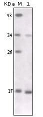 TNF Alpha Antibody (clone 2A9B9)