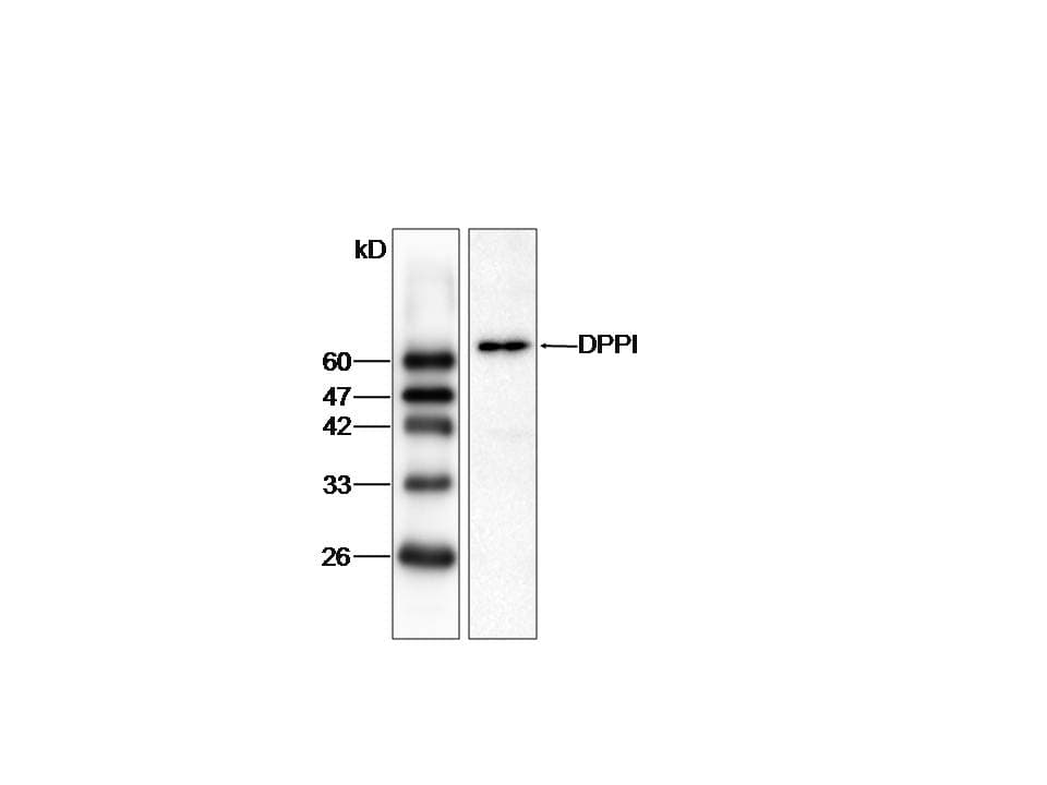 IHC-plus™ Monoclonal Mouse anti-Human CTSC / Cathepsin C / JP Antibody (IHC, WB)