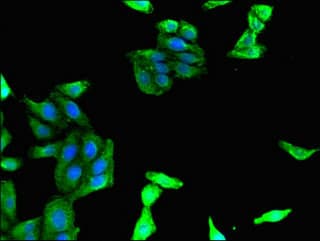 IHC-plus™ MAdCAM-1 Antibody