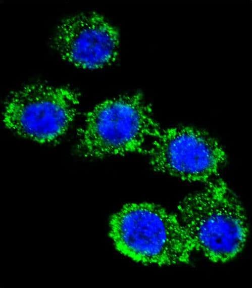 CD55 Antibody (aa51-79)