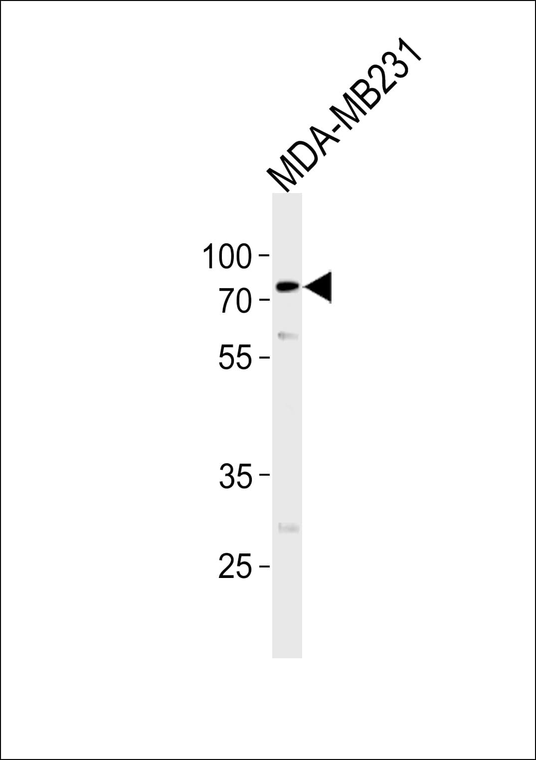 TRIM25 Antibody (aa277-306)