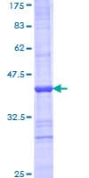 Human LOXL3 Protein (Recombinant GST, N-terminus)