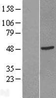 GTF2H2C_2 / GTF2H2D Protein (Over-Expression Lysate Myc-DDK (Flag))