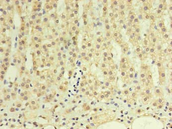 Monoclonal Mouse anti-Human GDF15 Antibody (clone 5E1A5, IHC)
