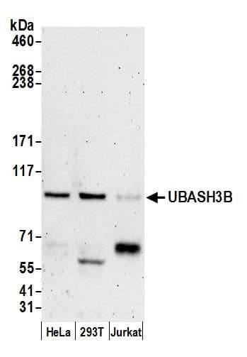 UBASH3B / STS-1 Antibody (aa599-649)