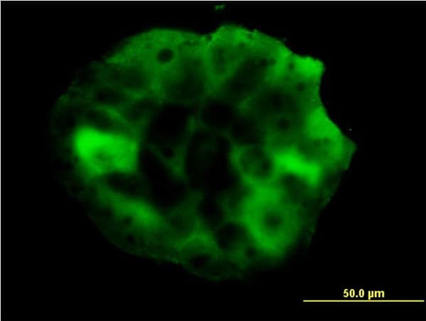 IHC-plus™ p66 / SHC Antibody (clone 3F4)