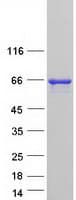 Human PSPC1 Protein (Recombinant Myc-DDK (Flag))