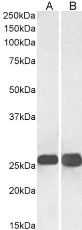 IHC-plus™ SNAP25 Antibody (aa193-206)