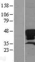 Human SFTPD / Surfactant Protein D (Over-Expression Lysate Myc-DDK (Flag))