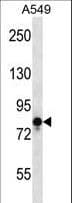 VR1 / TRPV1 Antibody (aa124-153)