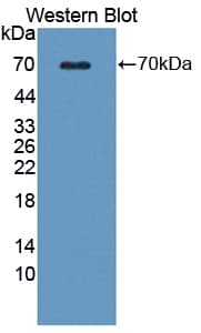 WNT16 Antibody (aa30-365, HRP)