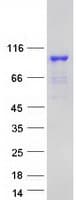 Human SHOOTIN1 / KIAA1598 Protein (Recombinant Myc-DDK (Flag))