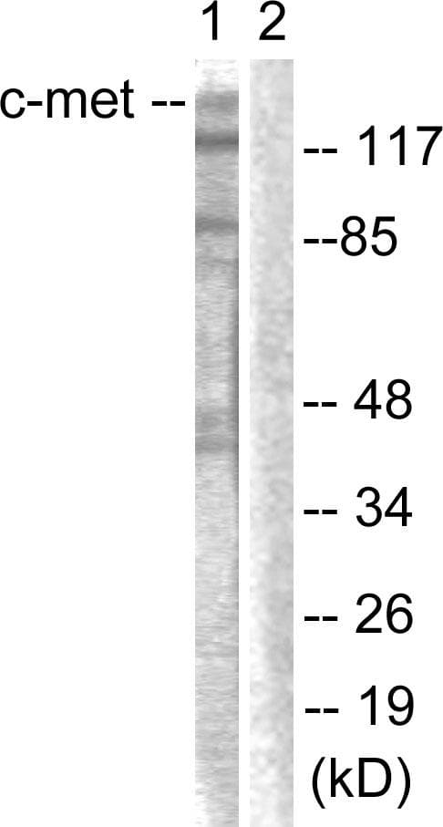 c-Met Antibody (p1003)