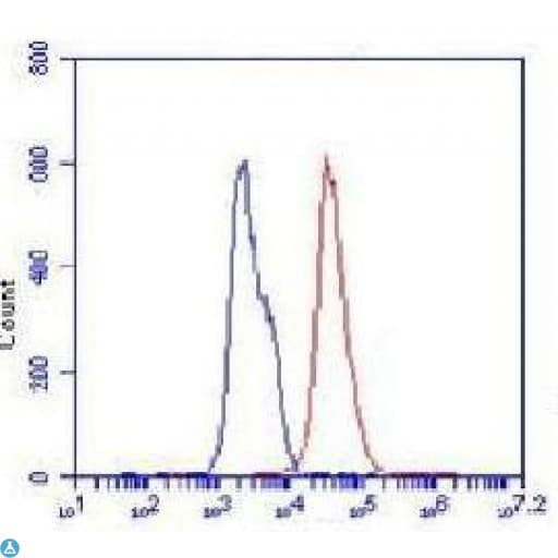 POU5F1 / OCT4 Antibody