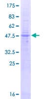 Human LAPTM4A Protein (Recombinant GST)