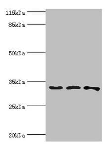 STARD10 Antibody (aa1-291)