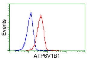 ATP6V1B1 Antibody (clone OTI1H6)