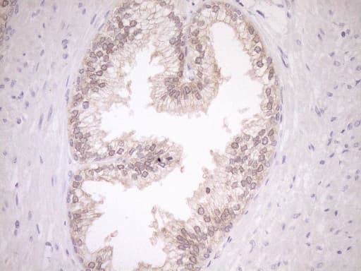 EPLIN Antibody (aa1-275, clone OTI1B4, Carrier-free)