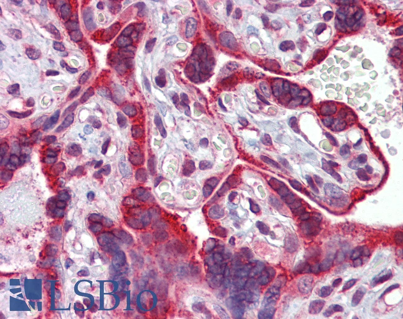 IHC-plus™ CANX / Calnexin Antibody