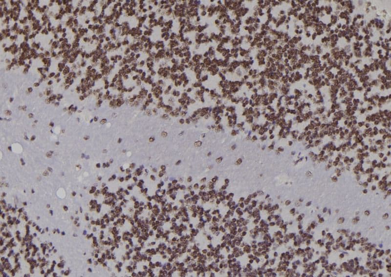 LIG1 / DNA Ligase 1 Antibody