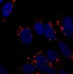 IHC-plus™ APG5 / ATG5 Antibody (aa1-50)