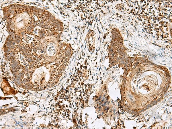 CD48 Antibody