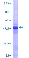 Human NTF4 / Neurotrophin 4 Protein (Recombinant GST)
