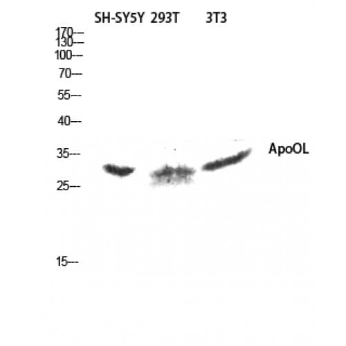 APOOL / Apolipoprotein O-Like Antibody (190-270 aa, C-terminal)