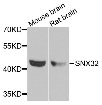 SNX32 Antibody