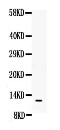 MIF Antibody (aa1-115)